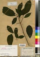 Image result for Rauvolfia mannii
