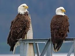 Birds With White Heads And Brown Bodies Bald Eagle Adult Bald Eagle Bald Eagle Photo Eagles