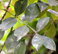 Image result for Schrebera alata