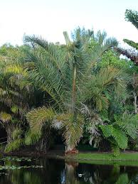 Image result for Raphia farinifera