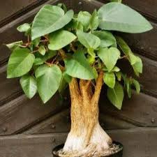 Image result for Ficus abutilifolia
