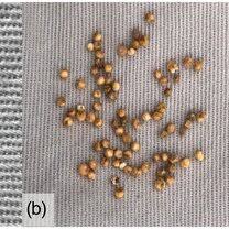 Image result for Eleusine kigeziensis