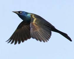 Backyard Birds Of New Jersey Field Guide Common Grackle Grackle Bird Birds Of America