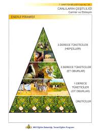 Besin Zinciri Google Da Ara Otlar Egitim