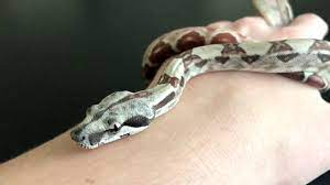 Baby Boa Constrictor Youtube
