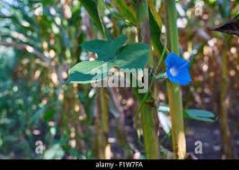 Image result for Lepistemon owariensis
