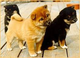 Shiba inu puppies for sale near cincinnati, ohio. More Shiba Pups Shiba Inu Shiba Inu Puppy Shiba
