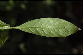 Image result for Pavetta sp. I