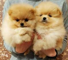 Those in search of teacup puppies often contact once upon a teapup co. Cutest Imported Teacup Pomeranian Puppies With Pedigree And Passport Rehab City Olx Egypt
