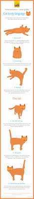 cat body language cat behaviour help advice cats