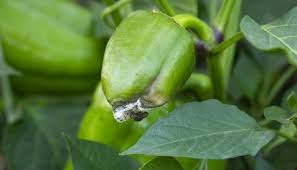 How to get rid of fungus in garden soil. Soil Fungus 101 Identify Treat And Prevent Common Fungus Whyfarmit Com