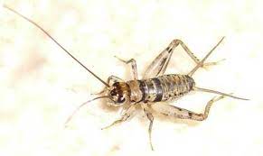 That you can find by hearing their chirping. Jiminy Crickets Make Things A Bit More Creepy Across Phoenix Area