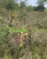 Image result for Terminalia kilimandscharica