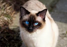 Please vote for most beautiful cat rameses' parent company, black cat tours! 10 Most Beautiful Cat Breeds In The World The Buzz Land