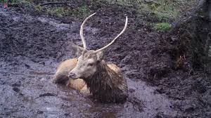 Watch this deer have the time of his life splashing in the mud 🦌🤣, This  is the moment a hidden camera trap caught a happy deer jumping around in a  muddy puddle. , Ecological consultant Dr Jochen ...