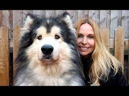 These fluffy, energetic alaskan malamute puppies are ready for their furever home with an active family. Giant Alaskan Malamute Puppies For Sale Uk Pets Lovers