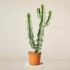 Image result for Euphorbia ingens