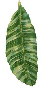 Rainforest Resort Tropical Banana Leaf Audrey Jeanne Roberts Transparent Png 350 700 Pintura De Arte Abstrata Mini Flores Aquarela