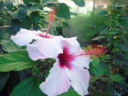 Image result for Hibiscus engleri