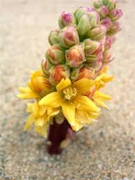 Image result for Alectra orobanchoides