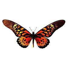 Check spelling or type a new query. Amazon Com Mini Yellow Orange Red Butterfly Vinyl Decal Sticker Approx 2 Wide X 2 Tall Handmade