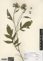 Image result for Crassocephalum montuosum