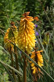 Image result for Kniphofia thomsonii