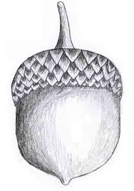 Easy to draw cartoon hedgehog. Pencil Sketching How To Draw An Acorn Art Projects For Kids