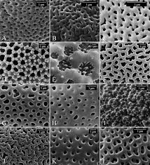 Image result for Anisosepalum alboviolaceum