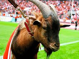 Ein revolutionärer vorschlag einer gruppe von kölner ratsmitgliedern dürfte bei vielen fußballfans der domstadt begeisterungsstürme wecken: Vor Dem Spiel Gegen Sc Freiburg 1 Fc Koln Schwitzt In Schallstadt An Schallstadt Badische Zeitung