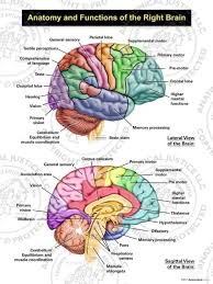 Areas Of Cognitive Brain Function And Global Brain Contusions In 2020 Brain Anatomy Anatomy Human Brain