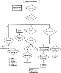 Image result for Group D Streptococcus