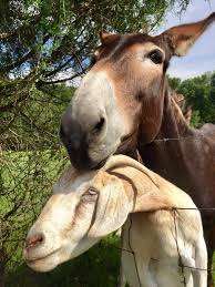 Camels are ultra efficient workhorses, and the secret to their success may be in their blood. Desert Pack Animals Introducing Donkeys And Camels Ep 16 Archaeoanimals