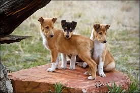 Find collie puppies and breeders in your area and helpful collie information. Smooth Collie Puppies Photograph At Betterphoto Com Smooth Collie Smooth Collie Puppy Collie Puppies