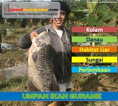 Untuk belut, masukan saja ke dalam kantong plastik bening dapat juga ditambahkan daun pandan dan cara membuat : Rahasia Umpan Ikan Gurame Paling Jitu Bagi Pemancing