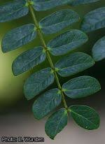 Image result for Albizia schimperiana