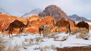 The mountains of tabuk were capped in snow thursday morning after a huge drop in temperature overnight. Mountain Drives Camel Rides Through The Snow In Saudi Visit Saudi Official Website