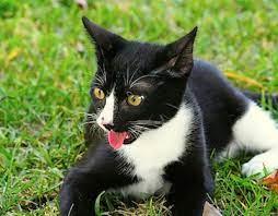 Panting Cat Stay Cool This Summer Buy A Kitten Kitten Care Cats