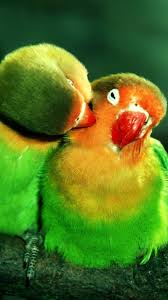 Maybe you would like to learn more about one of these? Animal Lovebird Mobile Abyss