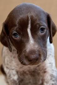 All pups have been wormed, have had their dew claws removed, and h… German Shorthaired Pointer Dog For Sale Near Beacon New York Http Www Doggielife C Pointer Puppies German Shorthaired Pointer Dog German Shorthaired Pointer