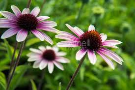 In a sunny spot in well drained soil. Echinacea Purpurea Evening Glow Echinacee Vivaio Zanelli