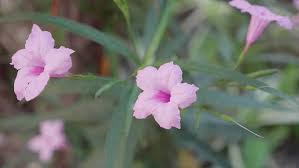 Dwarf forms are also available. Flower Ruellia Dwarf Mexican Petunia Stock Footage Video 100 Royalty Free 34213561 Shutterstock