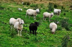 Black And White Sheep Picture Black And White Sheep On A Meadow Ad White Black Meadow Sheep Ad Black And White Nature Images Black White Photos
