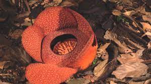 Rafflesia Kerrii The World S Largest Smelliest Flower The Kid Should See This