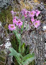 Image result for Senecio sp.no.1