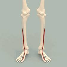 The extensor digitorum longus (also extensor digitorum longus muscle, latin: Extensor Hallucis Longus Muscle Wikipedia