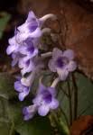 Image result for Streptocarpus eylesii × michelmorei