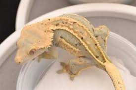 Because crested geckos are primarily tree dwellers, they make outstanding displays in naturalistic vivariums. High End Crested Geckos For Sale