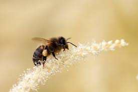 Bee in Yellow Pollen