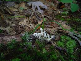 Image result for Ipomoea tenuipes